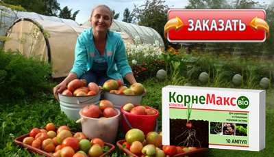 КорнеМакс купить в магазине.