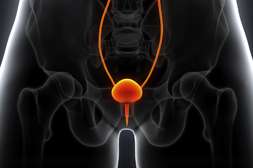 Urinary Meridian налаживает здоровый ритм мочеиспускания.