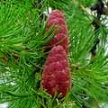 Лиственница сибирская содержится в составе Флебогеля.